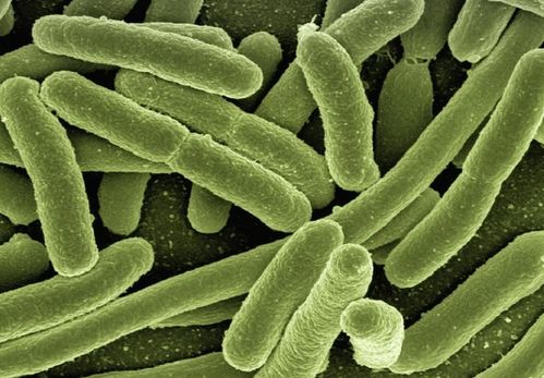 貝塔酸與生物科技 推動人類健康的新引擎